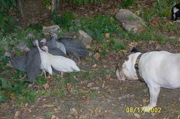 A flock of guineas are standing in a group in a yard near a bunch of trees. There is a white with brown Bulldog stretching forward and looking at the guinea fowl