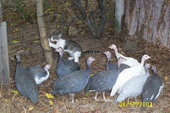 A grey and white cat is clawing at a tree next to the flock of guinea fowl birds