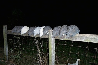 Ten guinea fowl are perched on a wooden fence post at night. They are all looking down at the ground. There is a duck walking across the field under them