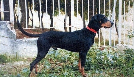 Right Profile - A black and tan Greek Hound is standing in grass with a metal fence behind it.