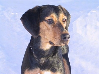 Close up upper body shot - A black and tan Greek Hound has a lot of blue sky behind it