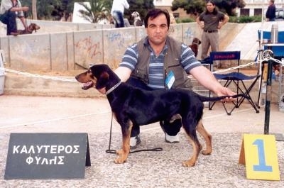 A black and tan Greek Hound is being posed by a person who is kneeling behind it at a dog show.