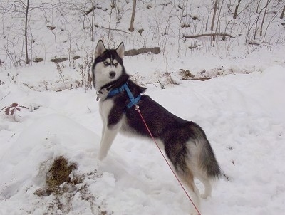 Side view - A black and white with grey Siberian Husky is standing on a pile of snow and it is looking down and to the right. The dog is wearing a blue harness.