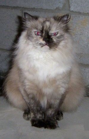 Himalayan Cat is sitting in front of a white brick wall and looking back at the camera holder