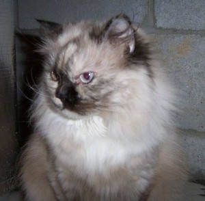A Himalayan cat is sitting in front of a brick wall and looking to the left