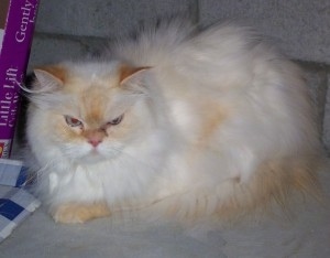 Himalayan Cat is laying on a concrete surface in front of a brick wall
