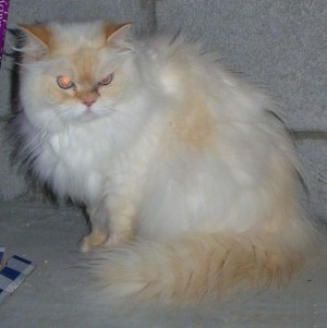 Himalayan Cat is sitting on a concrete surface in front of a brick wall