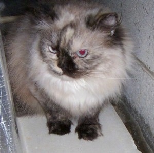 Himalayan Cat squeezing in between a wall and a ventilation system