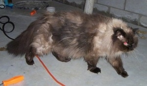 Himalayan Cat walking across a concrete surface