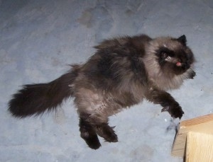 himalayan Cat is laying on a concrete surface in front of a couple pieces of wood