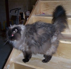 A Himalayan Cat is sitting on wooden steps and looking to the left