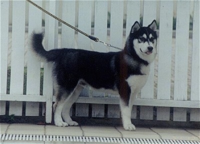 The right side of a black and white Siberian Husky puppy that is standing on a sidewalk in front of a white picket fence and it is looking forward. The dog looks like a wolf.