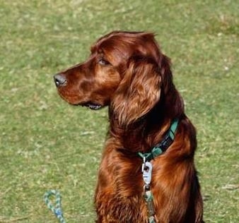 A red Irish Setter is sitting in grass and looking to the left