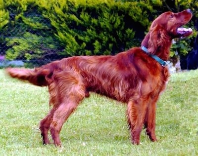 Side view - A happy looking red Irish Setter is standing in grass. Its mouth is open and it is looking up