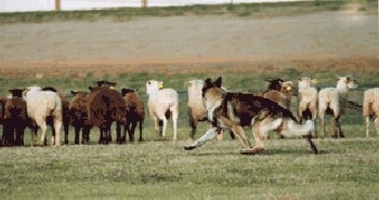 why do dogs herd sheep