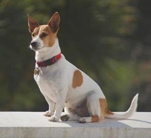 A perk eared white with tan Jack Russell Terrier is sitting on a stone wall.