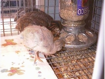 Three keets are eating food from the food dispenser inside of a wire cage