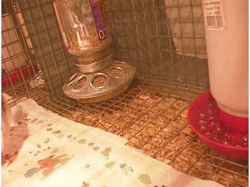 A feeder and water dispencer sitting on the wire bottom of a cage with the paper towel stopping in front of it. There is a lot of feed at the bottom of the cage