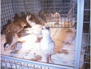 A lot of keets in a cage. One keet is standing on a paper towel at the front of the cage looking up with its head in the air.