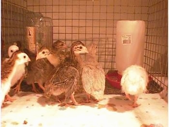 All of the keets are standing on a paper towel in front of the food and water dispencers.