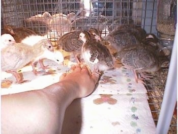 There is a hand on a paper towel. A couple of the keets are standing near a paper towel and pecking at it