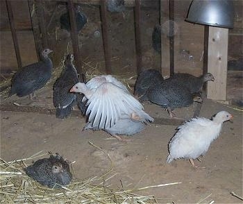 One Keet has its wings open and is trying to fly. Four keets are looking at a mirror. A Keet is laying in hay. Three keets are pecking at the ground. The Last keet is just standing around