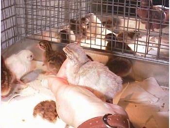 A light colored keet is being held in a persons hand above the rest of the keets in the cage