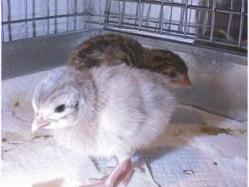 A light blue keet and a brown, black and white keet are standing on a white paper towel in a cage