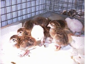 Two white keets and 6 brown, black and white keets are standing on a paper towel in a cage