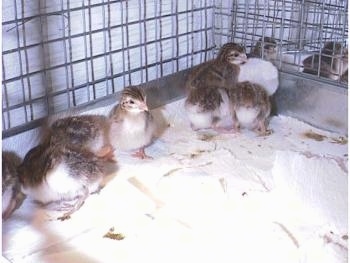 A bunch of keets all lined up in a row on top of paper towels against the back of the cage.