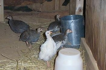 The keets are looking at the wood in the new coop