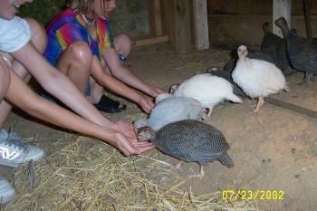 The Keets are starting to eat the food in the hands of two girls