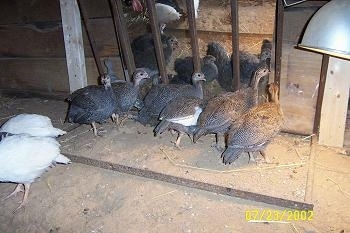 Six Grey keets are standing in front of a mirror looking at themselves. Two white keets are walking away from them