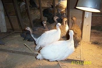 Seven keets are standing in front of a mirror near a heat lamp inside of the coop.