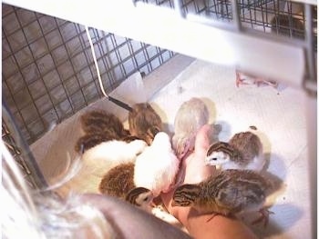 Keets are surrounding and eating out of a persons hand.