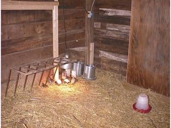 The keets are standing under the heat lamp in a hay lined chicken coop.