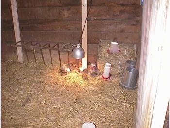 Keets are in a coop lined with hay with a heat lamp over top of them with food and water dispencers next to it.