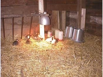 Keets are laying under the heat lamp inside of a hay lined coop.