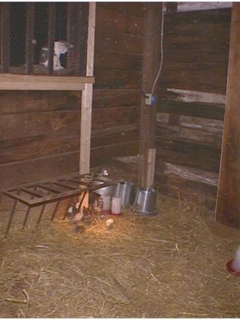 The keets are under a heat lamp inside the hay lined coop. There is a grey and white cat sitting on a window sill above the keets looking down at them.