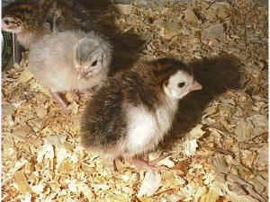 Two black and white and one grey keet are standing on wood chips in a cage