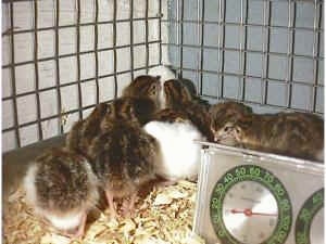 All the keets are standing in the corner of a cage. it looks like they are trying to climb the cage. 