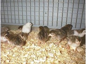 A line of keets are standing on wood chips looking in all directions