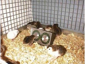 The keets are in the cage of wood chips and one of the baby birds is looking at its reflection in the temperature thermometer.