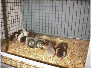 Four Keets are standing in the back most corner of the cage. The other four babies are standing on the opposite side of the cage. There is a temperature thermometer between them.