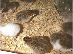 View from the top - Fuzzy keets are moving around the cage on wood chips