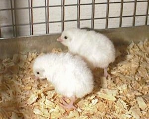 Two white keets are standing on wood chips in a cage