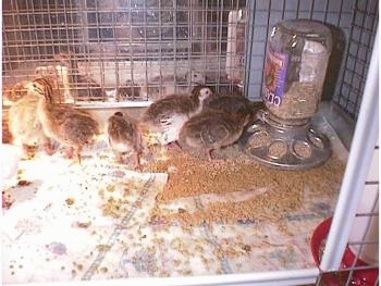 There is feed all over the bottom of the cage. Two keets are looking at a mirror