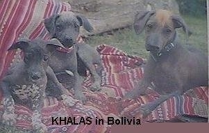 Three Hairless Khala puppies are laying on a maroon blanket outside