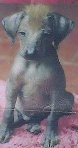 A Hairless Khala puppy is sitting on a pink fuzzy rug. It has a mohawk of yellow hair on its head.