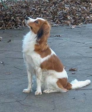 A white with red Kooikerhondje is sitting on concrete looking up with fallen leaves behind it off of the path.